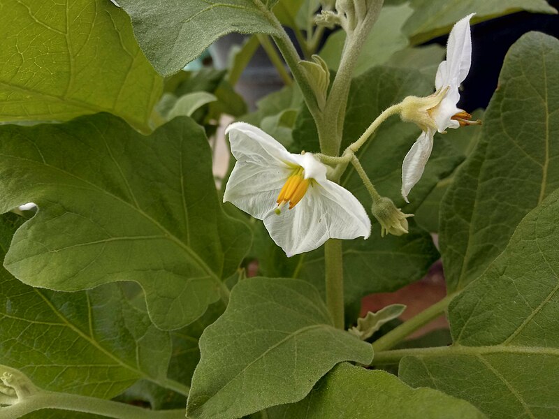 File:Eggplant flower brinjal white.jpg