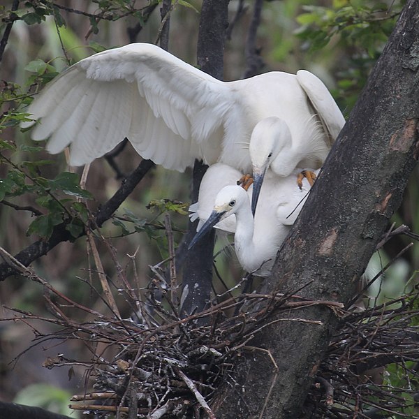 File:Egretta garzetta (mating s2).jpg