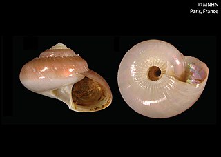 <i>Elaphriella</i> Genus of gastropods