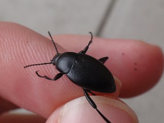 <i>Eleodes fusiformis</i> Species of beetle