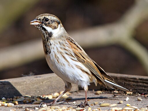 Emberiza schoeniclus -Brandon Marsh, England-8