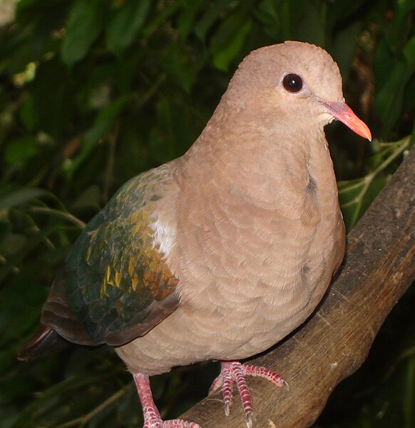 582px-Emerald_Dove.JPG