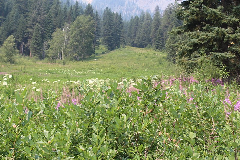 File:Emerald Lake IMG 5175.JPG