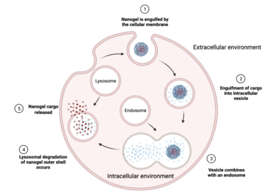 Example of an endocytosis process for a drug-loaded nanogel. Created with BioRender. Endocytosis of a Nanogel.png