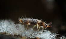 Entomobrya albocincta Entomobrya albocincta (11573775546).jpg