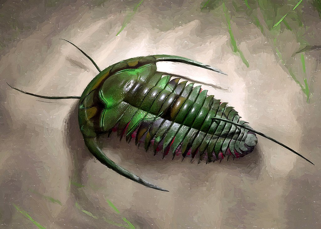 Eoredlichia intermedia trilobite illustration 2022