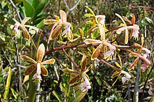 Epidendrum cristatum.jpg