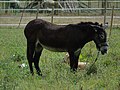 Equus africanus asinus Burro