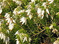 Erica lusitanica resize.JPG