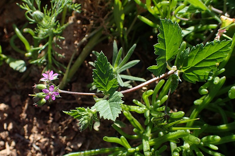 File:Erodium chium kz02.jpg