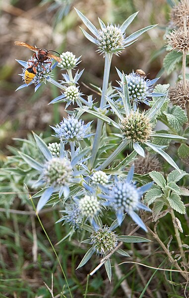 File:Eryngium maritimum plavi kotrljan 0809 1.jpg