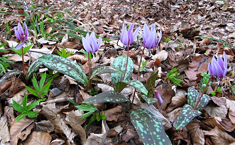 File:Erythronium dens-canis in national natural monument Mednik (08).jpg