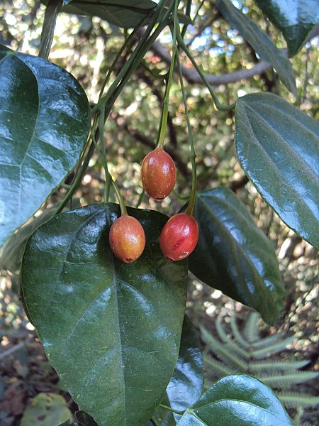 File:Erythropalum scandens 26.JPG