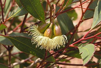 flowers Eucalyptus celastroides flowers.jpg