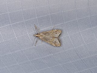 <i>Euchromius californicalis</i> Species of moth