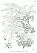 Euonymus hamiltonianus