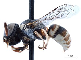 Euparagiinae