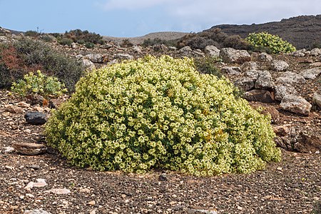Euphorbia lamarckii Natural stand