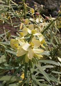 Euphorbia lamarckii Flowers