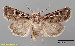 <i>Euxoa divergens</i> Species of moth