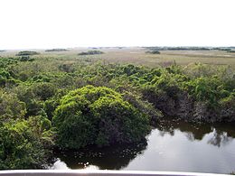 Evergladesoverlook.JPG