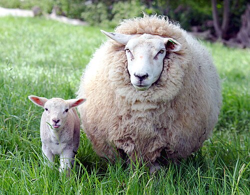 Ewe and lamb in Kent