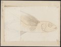 Exocoetus volitans - 1700-1880 - Print - Iconographia Zoologica - Special Collections University of Amsterdam - UBA01 IZ14800131.tif