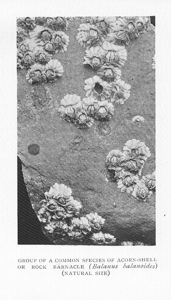 File:FMIB 46461 Group of a common species of acorn-shwll or rock barnacle (Balanus balanoides).jpeg