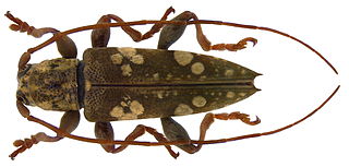 <i>Falsepilysta</i> genus of insects