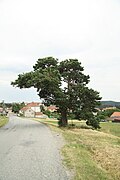 Památná borovice u Hartvíkovic