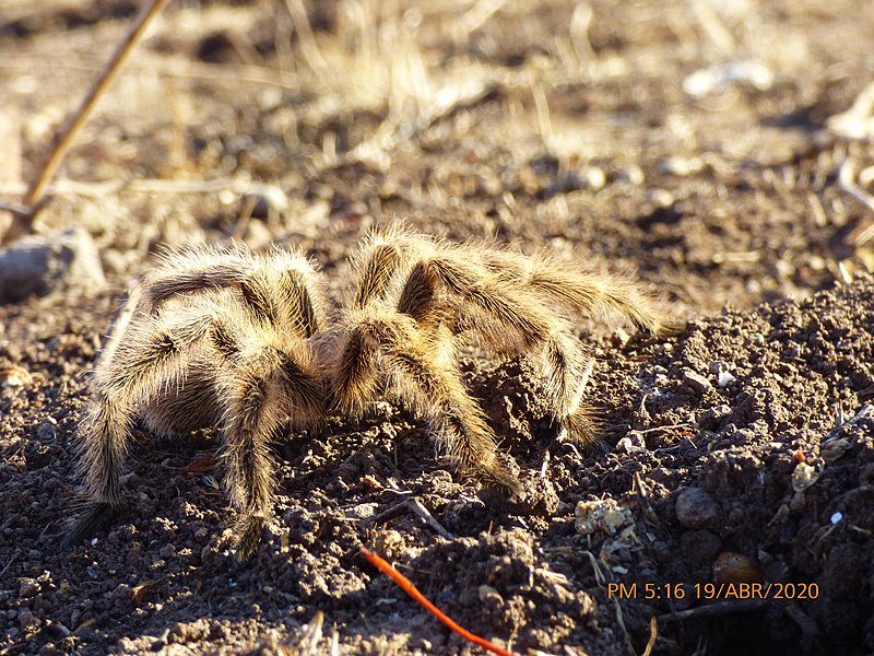 File:Fauna Cerro Colorado , Renca , Santiago de Chile 12.jpg