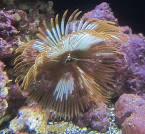 A Featherduster féreg (Sabellastarte spectabilis), a Waikiki Aquarium leírása. JPG kép.