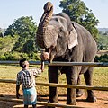 Feeding Elephant (24115685422).jpg