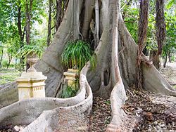 Tronco de Ficus macrophylla.