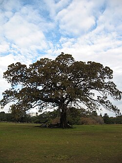 Fig Tree.jpg