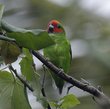 Cyclopsitta diophthalma