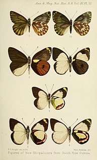 <i>Delias bothwelli</i> Species of butterfly