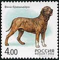 Immagini Stock - Adulto Fila Brasileiro (mastino Brasiliano) Sorridendo.  Image 114060836