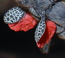 Hindwing deimatic (startle) display of a male Peruphasma schultei Flugel Peruphasma schultei.jpg