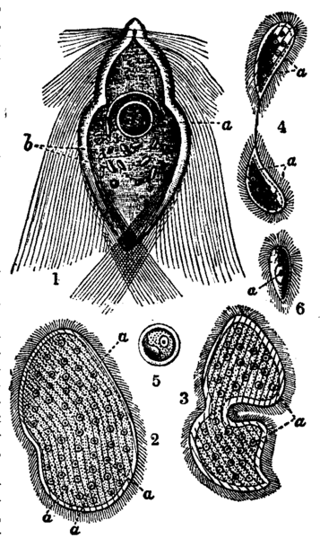 File:Flagellata 3.png