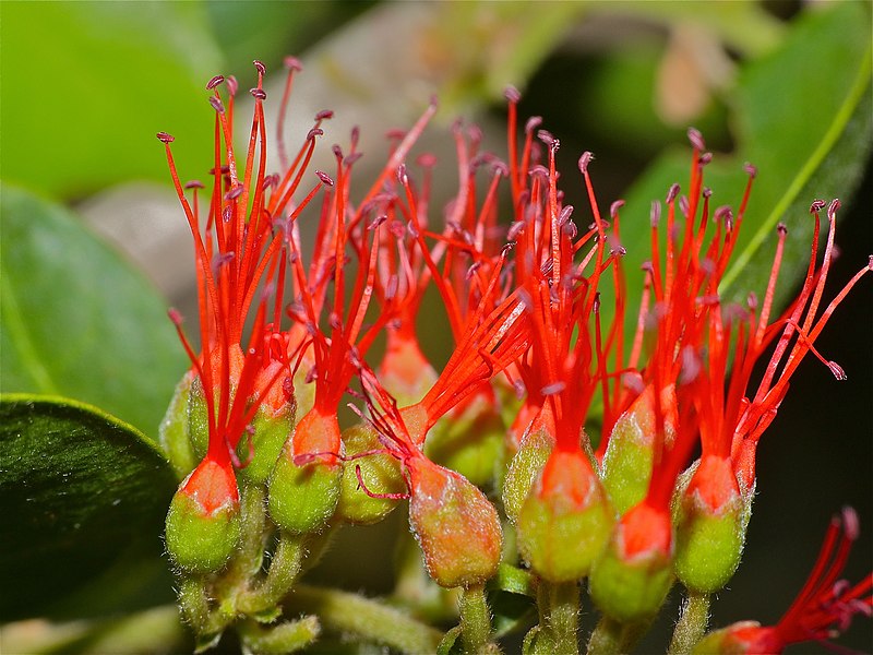 File:Flamecreeper (Combretum microphyllum) flowers (11531936116).jpg