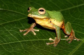 <i>Raorchestes flaviventris</i> species of Amphibia