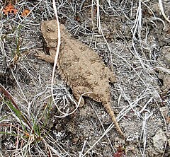Description de l'image Flickr - brewbooks - Short-Horned Lizard - Umtanum Ridge hike (crop).jpg.