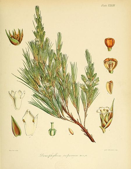 Dracophyllum scoparium