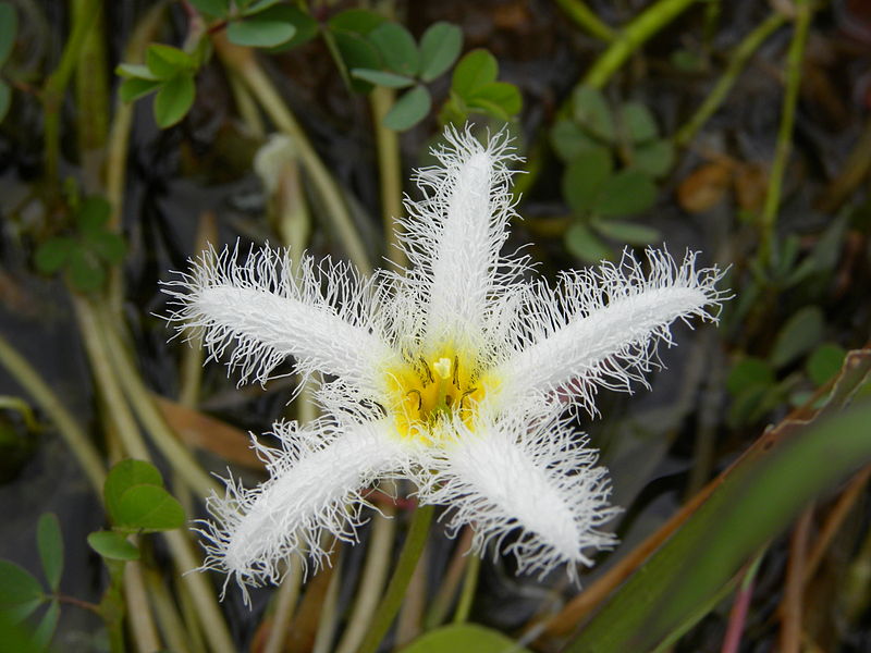 File:Flower 10.JPG