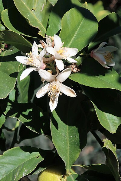 File:Flowers of the Lemon tree.jpg