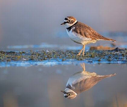 Fêmea de borrelho-pequeno-de-coleira (Charadrius dubius) procurando comida em águas rasas perto de Roermond, Limburgo, Países Baixos. Seu habitat de reprodução são áreas abertas de cascalho perto de água doce, ilhas e margens de rios em todo o paleártico, incluindo o noroeste da África. Eles nidificam no solo em pedras com pouco ou nenhum crescimento de plantas. Tanto machos quanto fêmeas se revezam na incubação dos ovos. São migratórios e passam o inverno na África. Essas aves procuram comida em áreas lamacentas. Eles comem insetos e vermes. (definição 2 940 × 2 470)