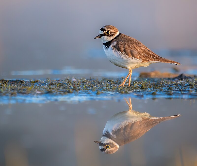 Little Ringed Plover ( Charadrius Dubius ). Stock Photo - Image of white,  brown: 45420280