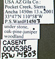 Formica gnava casent0005365 label 1.jpg