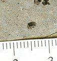Fossil weevil (Florissant Formation, Upper Eocene; Clare Quarry, central Colorado, USA) 1 (14258718431).jpg